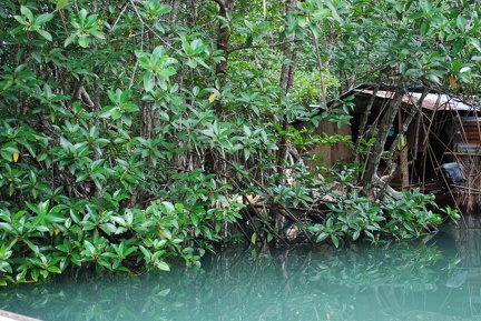 DSC 6445.SafariTour Fischerdorf Salak Khok Mangrovenwald