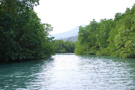 DSC 6457.SafariTour Fischerdorf Salak Khok Mangrovenwald