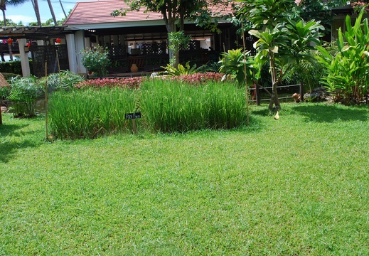 DSC 4500