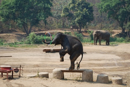 Elefantencamp Show der Elefanten