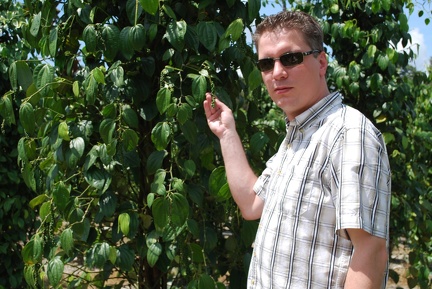 Pfefferplantage Borneo