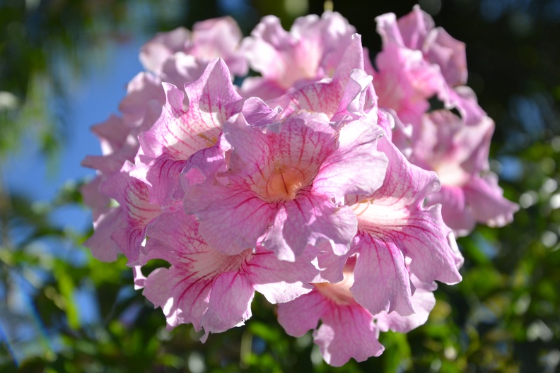 DSC_1251.JPG