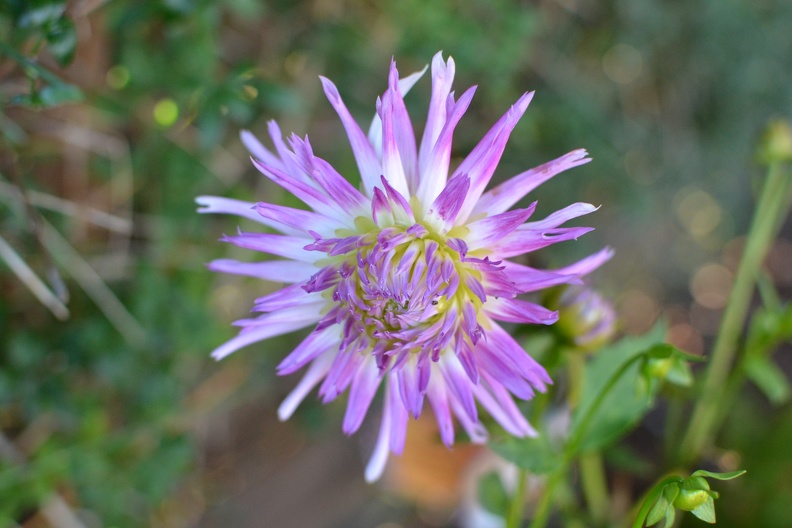 DSC_8590.JPG