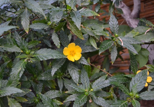DSC 0960