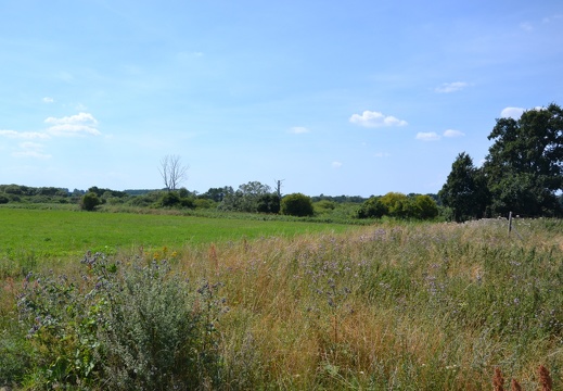 DSC 1485