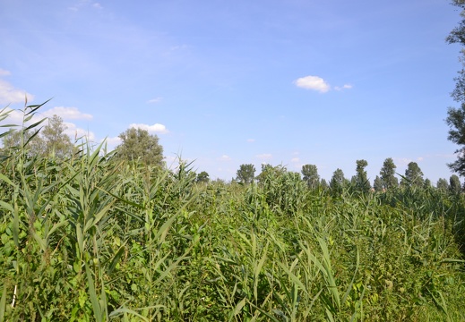 DSC 1493