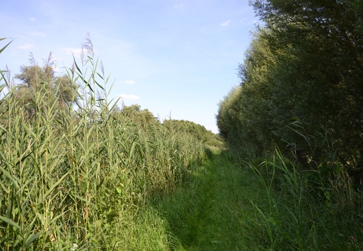 DSC 1499