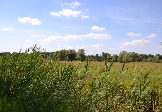 DSC 1500