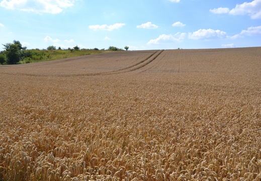 DSC 1510