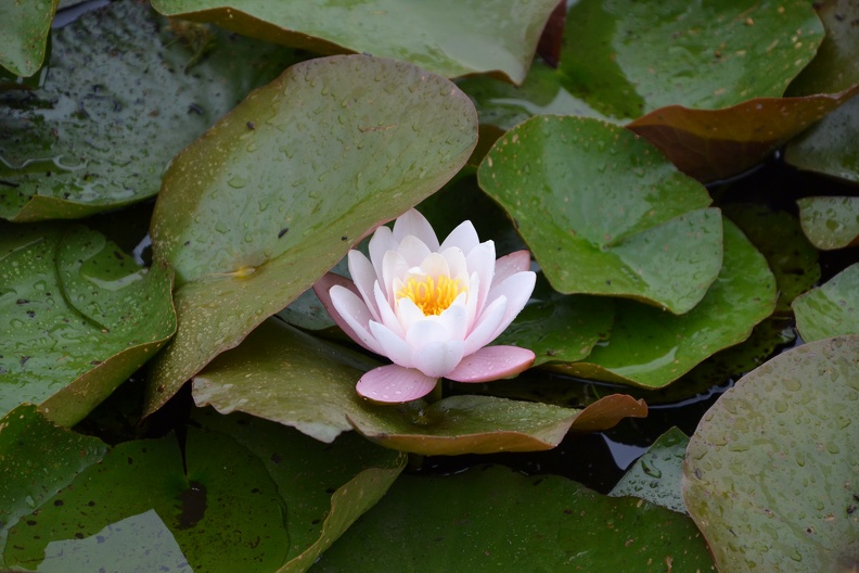 DSC_1460.JPG