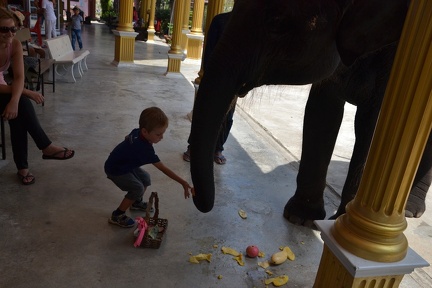 Leckereien für Elefanten