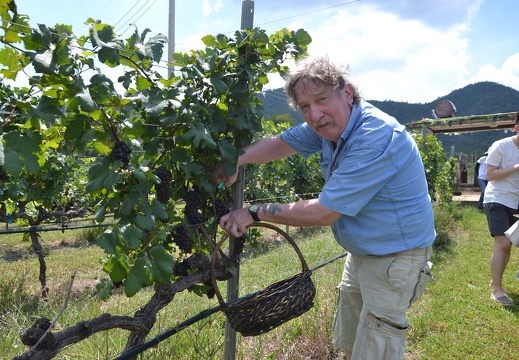Weinanbau in Thailand