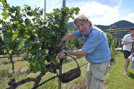 Weinanbau in Thailand