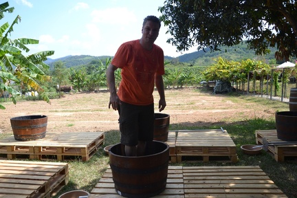 Weinanbau in Thailand