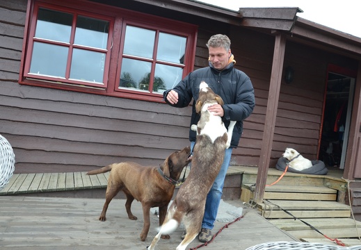 Bei den Huskies