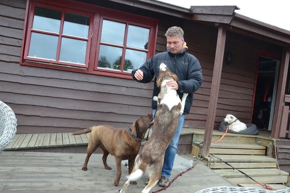 Bei den Huskies