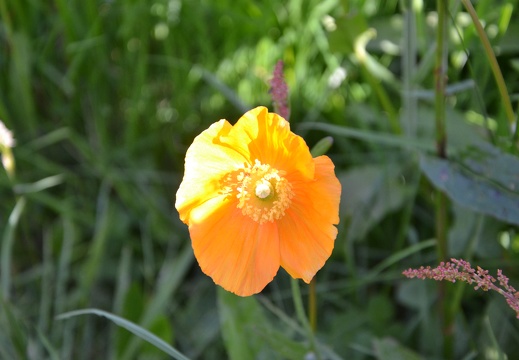 DSC 4722