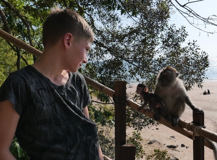 Ao Nanog zum Tonsai Beach, Affenbaby