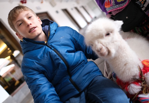 Erste Peru Erfahrungen - Alpaca im Hotelgarten