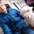Erste Peru Erfahrungen - Alpaca im Hotelgarten