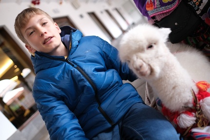 Erste Peru Erfahrungen - Alpaca im Hotelgarten