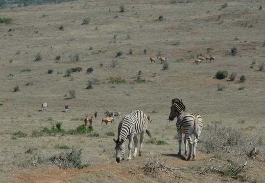 18 03 Addo