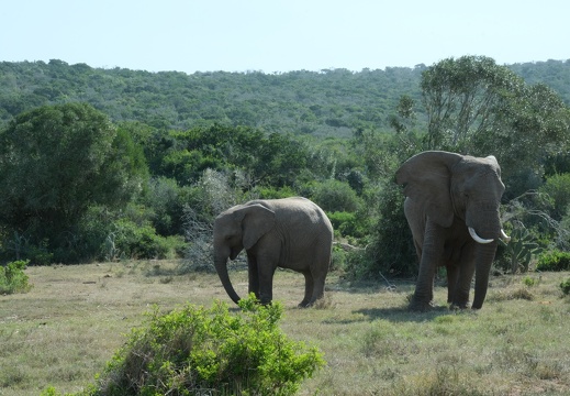 18 04 Addo