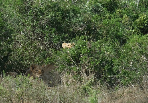 18 05 Addo
