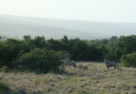 18 08 Addo