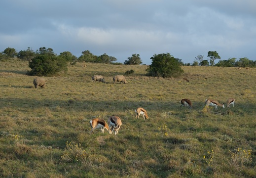 18 09 Addo