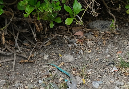 09-Curacao-2025-02-27-120256-0017