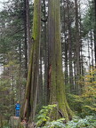 00 VancouverStanlay00006
